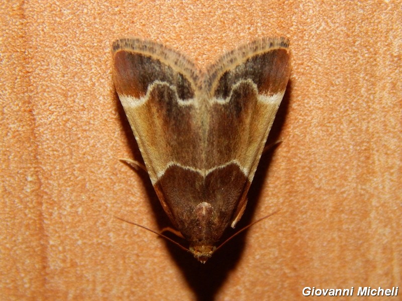 Pyralis farinalis Pyralidae